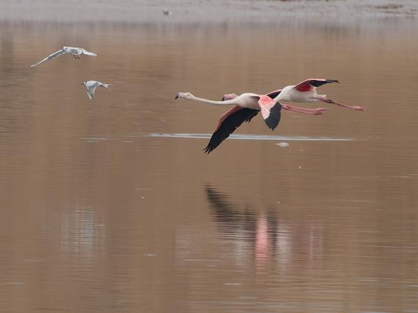 <h3><a href="/trips/marokko/biota/animalia/chordata/aves/012 phoenicopteriformes/001 phoenicopteridae/phoenicopterus roseus/phoenicopterus roseus-nl.html">Phoenicopterus&nbsp;roseus</a> / Greater&nbsp;flamingo / Flamingo</h3>OM-1 Mark II met OLYMPUS M.150-400mm F4.5 TC, 1/2000 sec  bij F5.6, ISO 1000, afstand 219&nbsp;m
